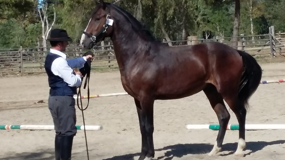 allevamento cavallo maremmano