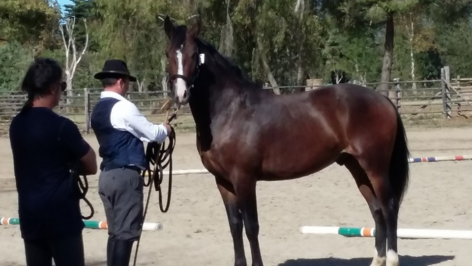 cavallo maremmano