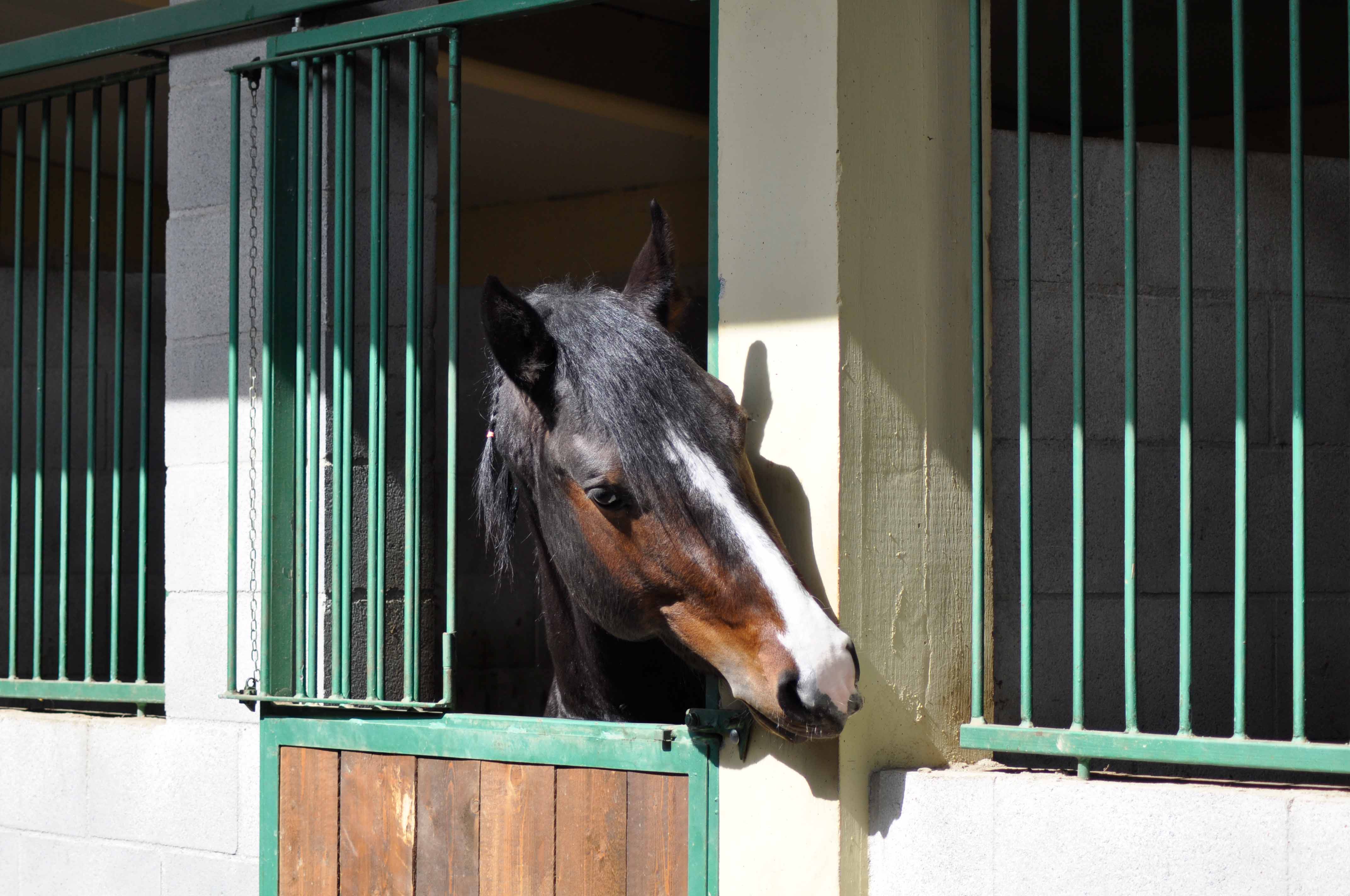 pensione cavalli a Cinigiano Grosseto