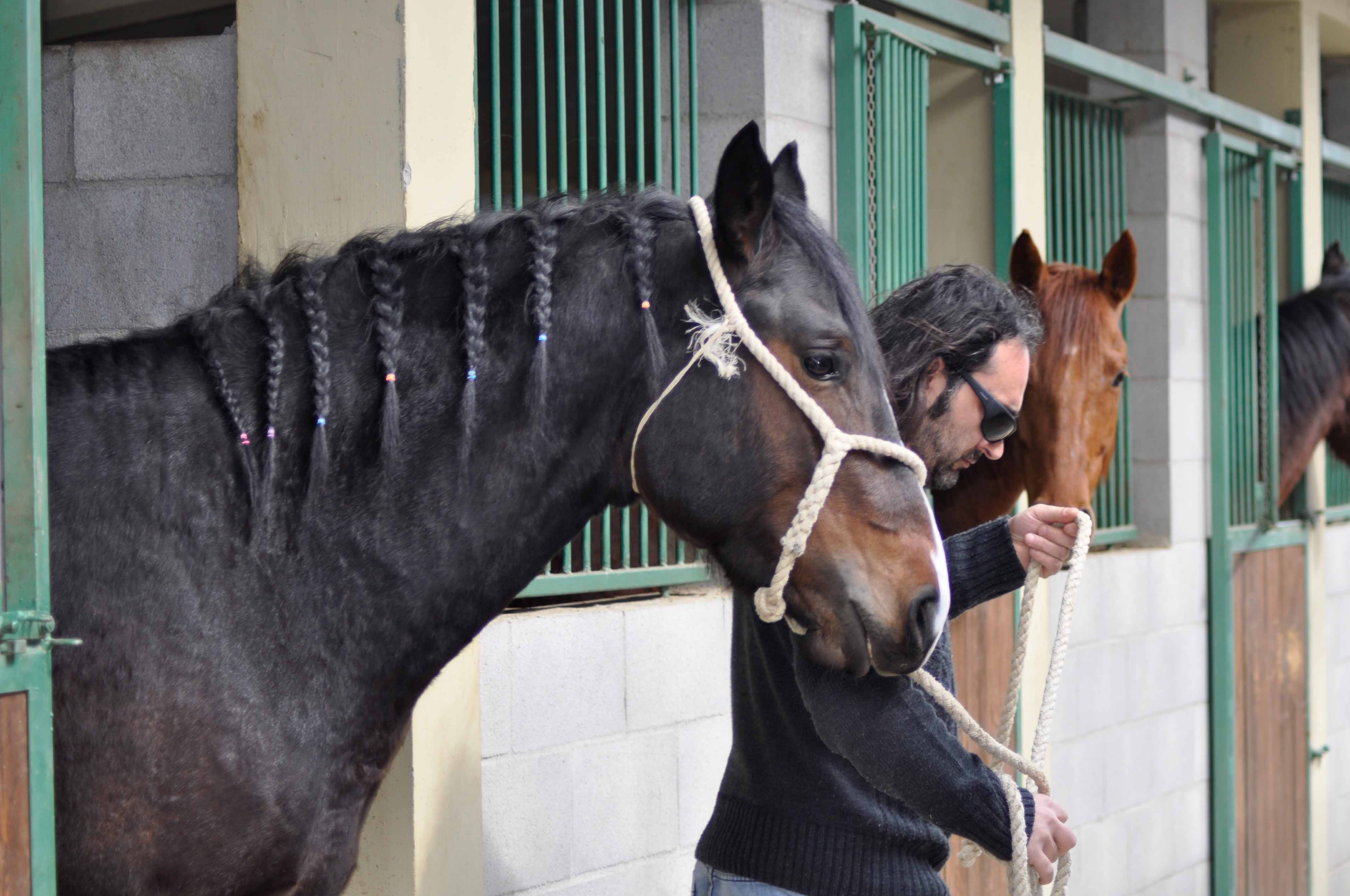 allevamento cavallo maremmano