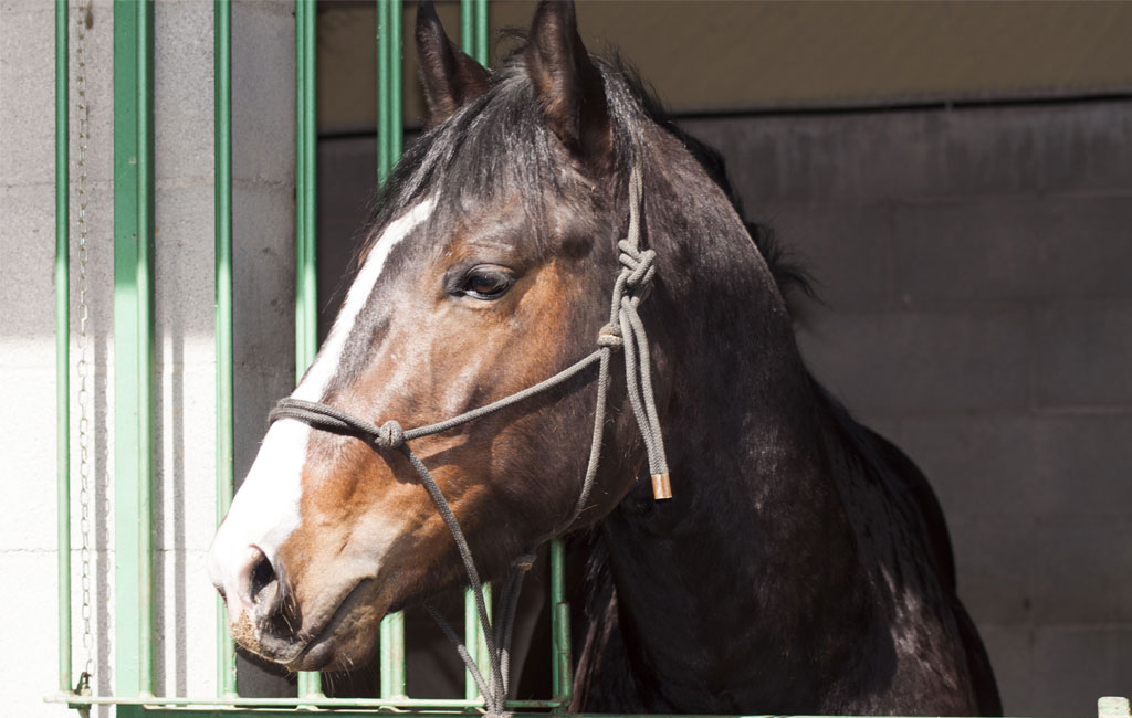 allevamento-centro-equestre-cinigiano