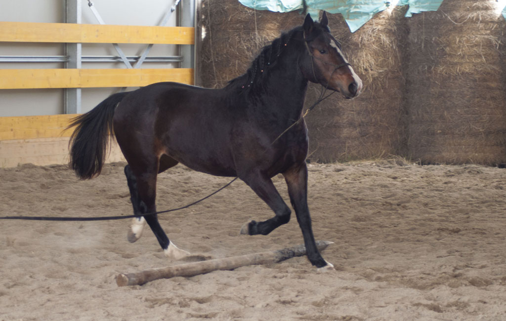 allevamento2_centro-equestre-cinigiano
