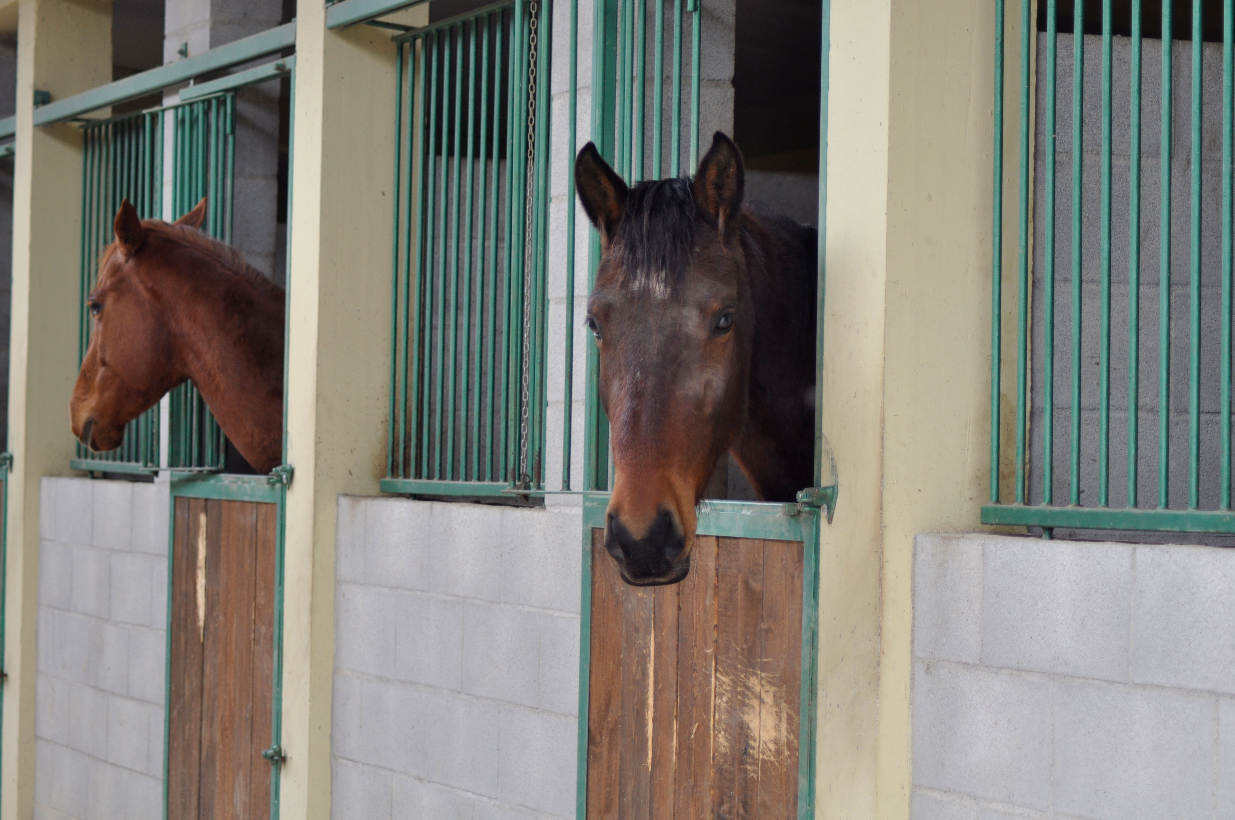 pensione cavalli in box Cinigiano (GR)