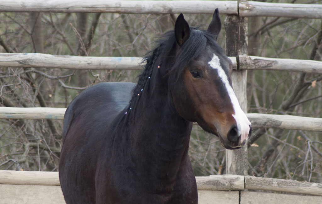 cinghialetto-centro-equestre-cinigiano