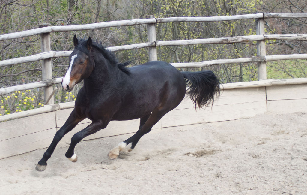doma-centro-equestre-san-giorgio-cinigiano