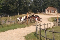 passeggiata a cavallo