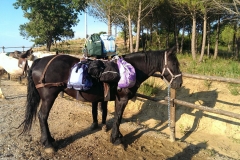 trekking a cavallo in toscana