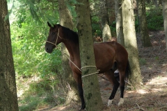 relax a cavallo centro equestre san giorgio cinigiano