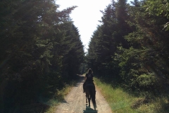 trekking a cavallo cinigiano Grosseto