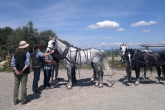 Esibizione a cavallo Centro San Giorgio Cinigiano (GR)