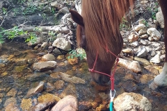 centro equestre san Giorgio cinigiano