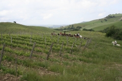 passeggiate a cavallo in Toscana