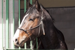 allevamento-centro-equestre-cinigiano