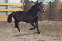allevamento2_centro-equestre-cinigiano