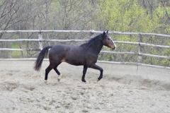 cavallo-maremmano-cinigiano