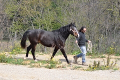 centro-equestere-cavallo-maremmano