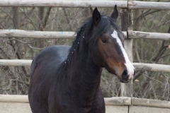 cinghialetto-centro-equestre-cinigiano