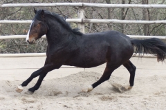 cinghialetto_centro-equestre-cinigiano