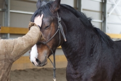 doma-centro-equestre-cinigiano