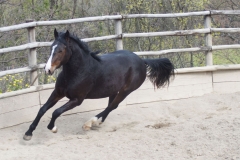 doma-centro-equestre-san-giorgio-cinigiano