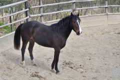 san-giorgio-equestre