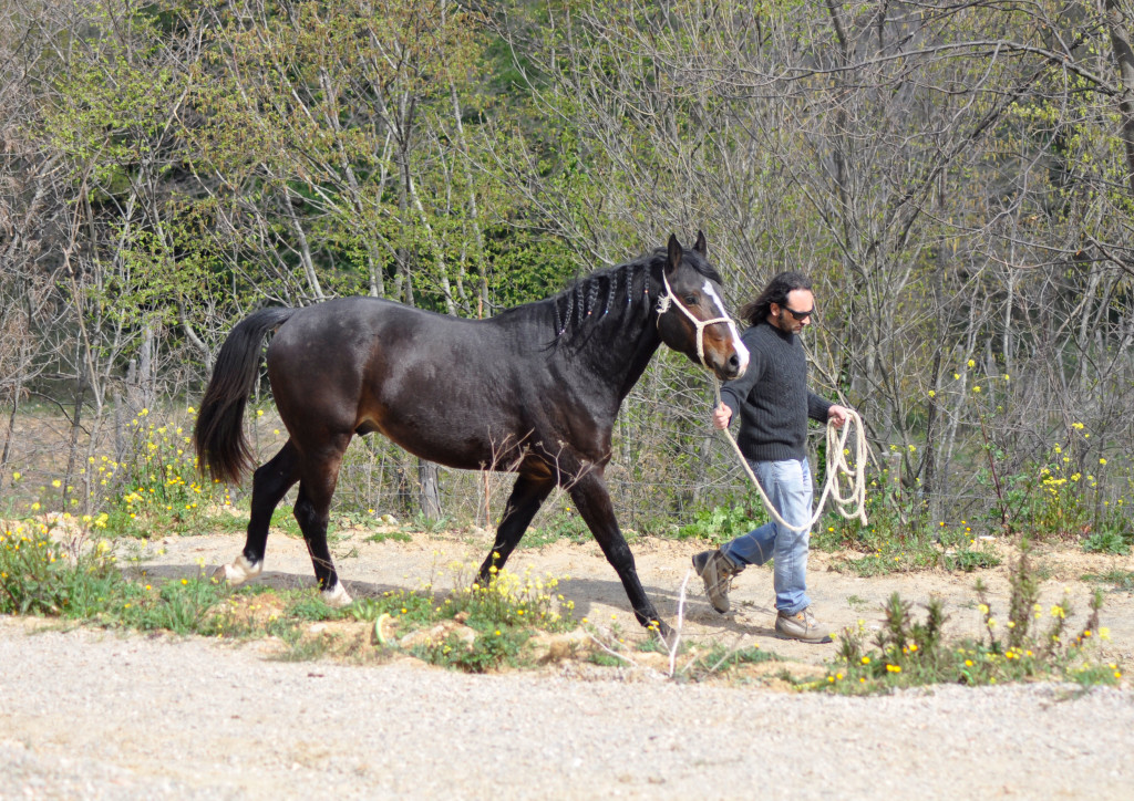 allevamento del cavallo maremmano