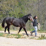 allevamento del cavallo maremmano