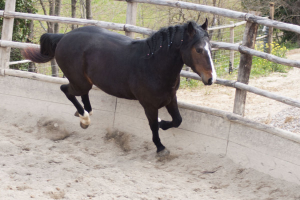 addestramento Centro Equestre San Giorgio di Cinigiano