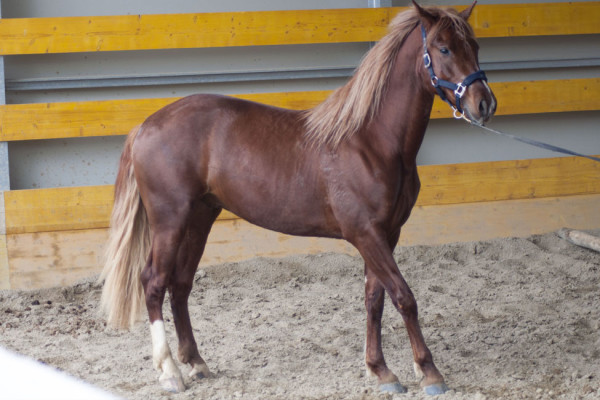 doma cavalli in Maremma