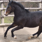 cavallo maremmano